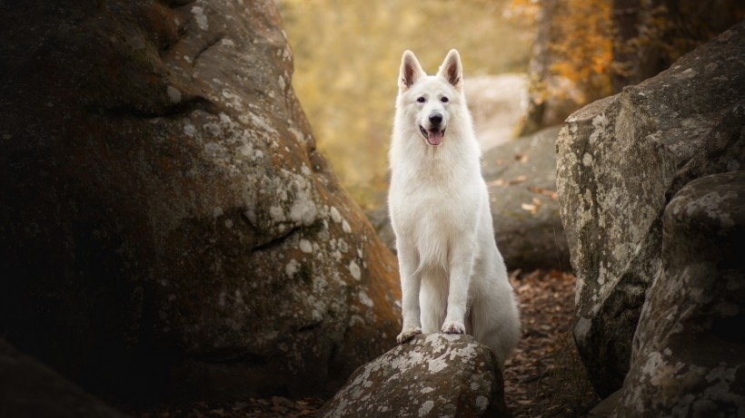 白色瑞士牧羊犬桌面壁纸