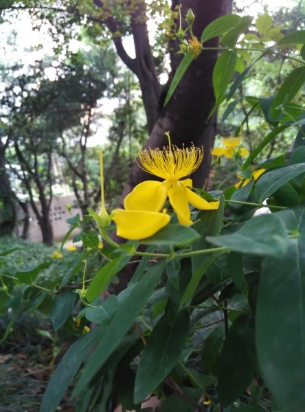 黄色的花朵图片