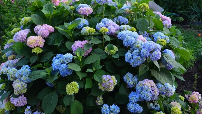 养眼植物图片宽屏壁纸下载