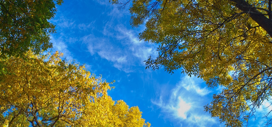 自然，蓝色的天空，树木，树叶，空隙，天空，云，美丽的风景桌面壁纸