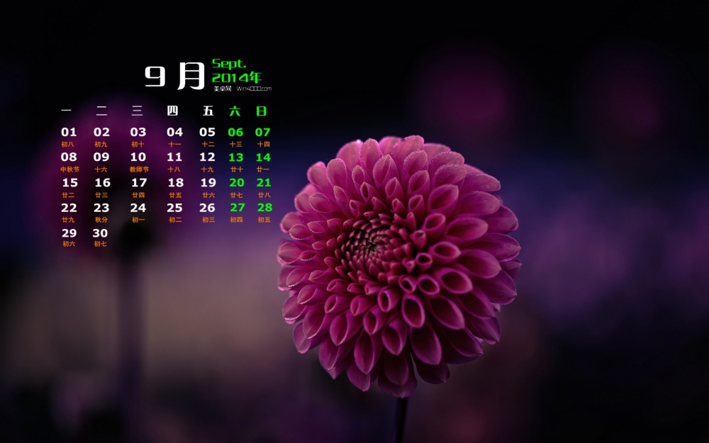 2014年9月日历花草植物大丽花高清电脑桌面主题壁纸