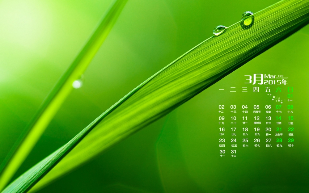 2015年3月日历壁纸青翠欲滴的清新护眼绿色植物水滴高清桌面图片下载