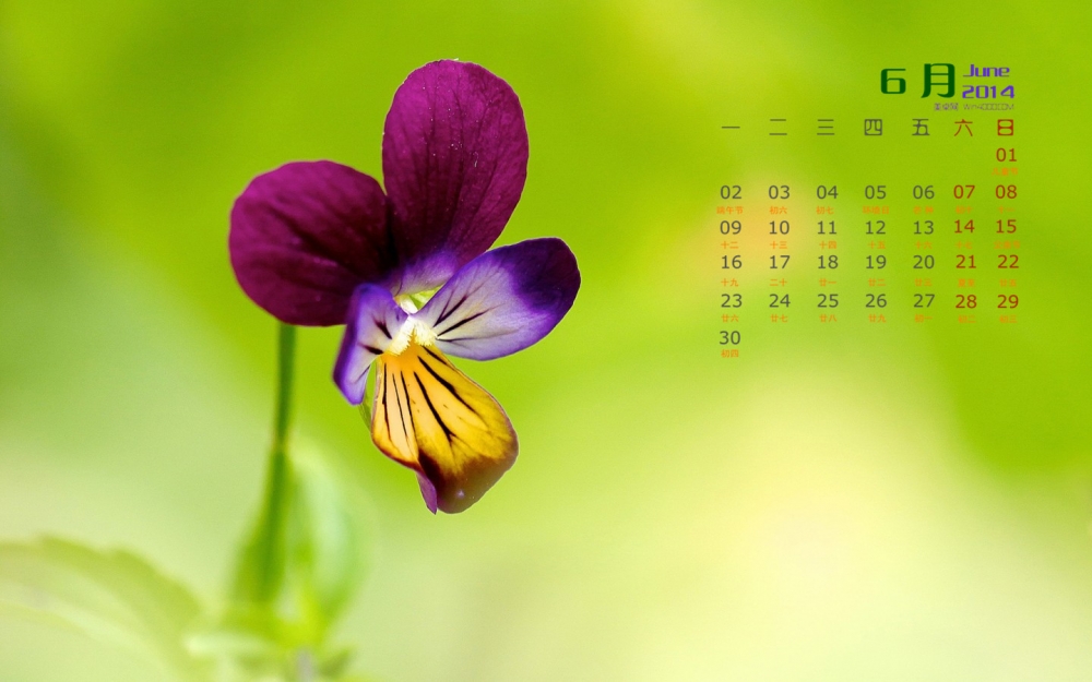 2014年6月日历壁纸唯美清新自然界小花图片
