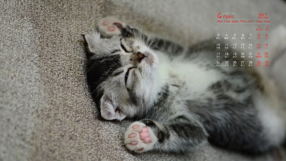 2017年4月可爱萌宠小猫咪高清日历壁纸