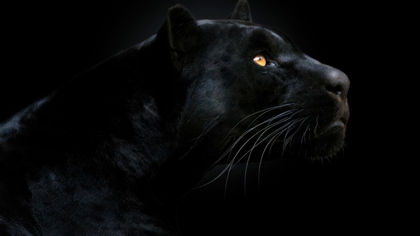 动物界力量之王黑豹桌面壁纸