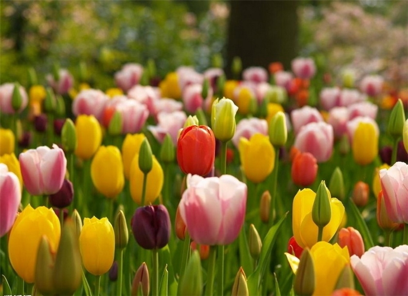 色彩斑斓唯美郁金香高清花卉图片