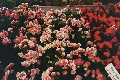 心满意足享受每一点快乐 鲜花唯美图片