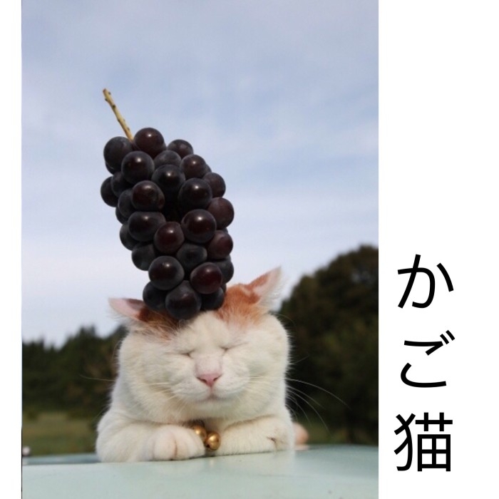 我头顶有棵草 我是一只喵