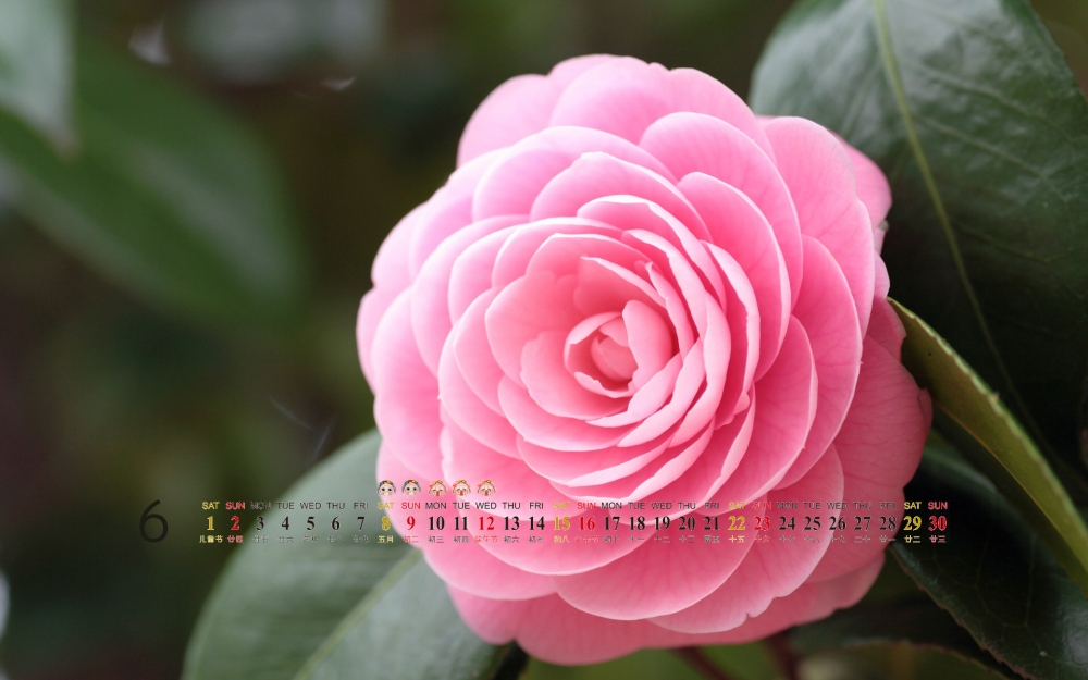 2013年6月份桌面日历之春季粉红的花朵