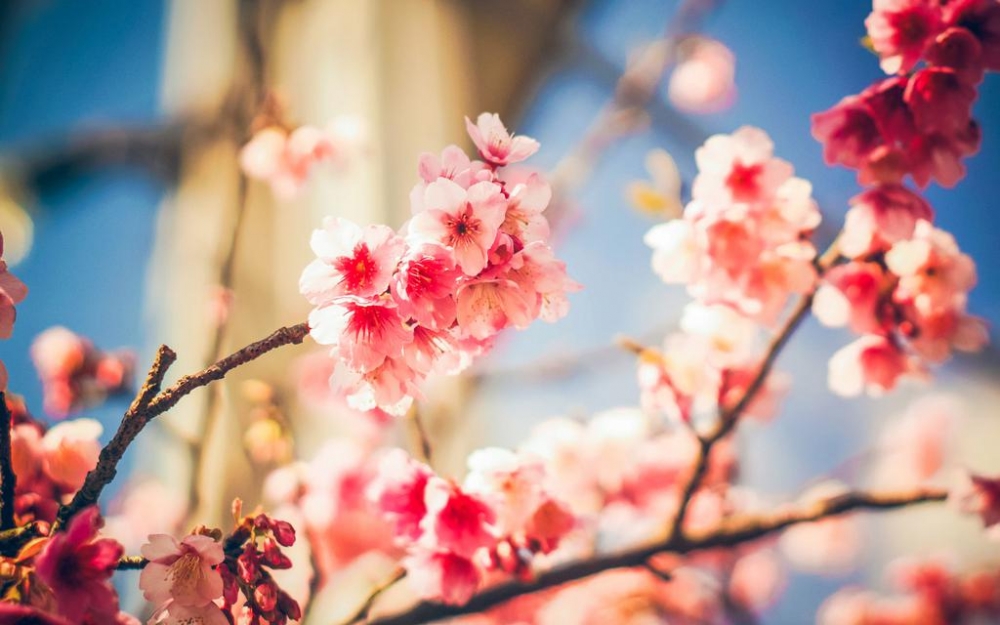 自然护眼花卉