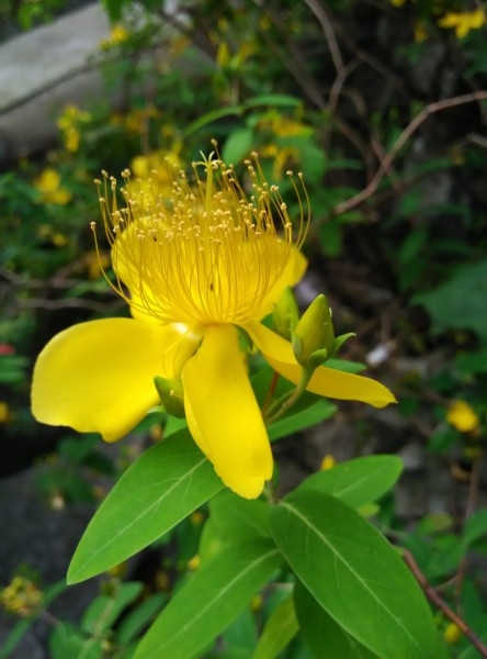 黄色的花朵图片