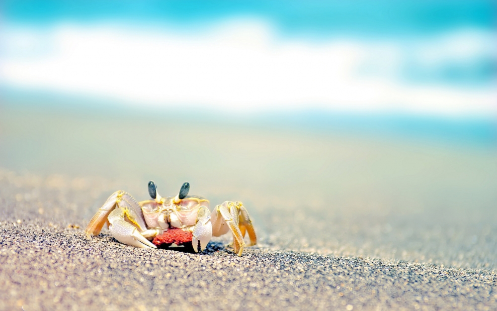 可爱沙滩螃蟹高清桌面壁纸下载
