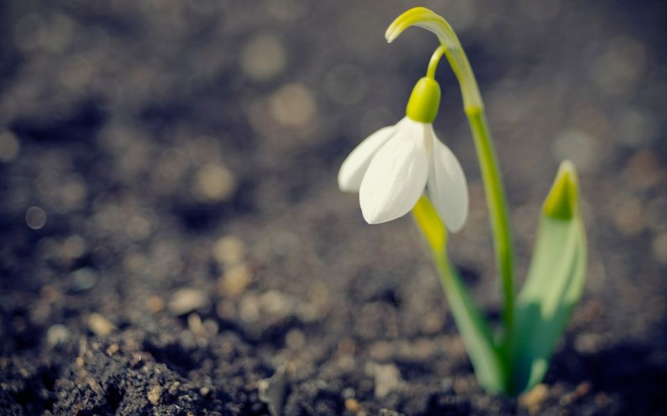纯洁的白色 雪花莲宽屏壁纸