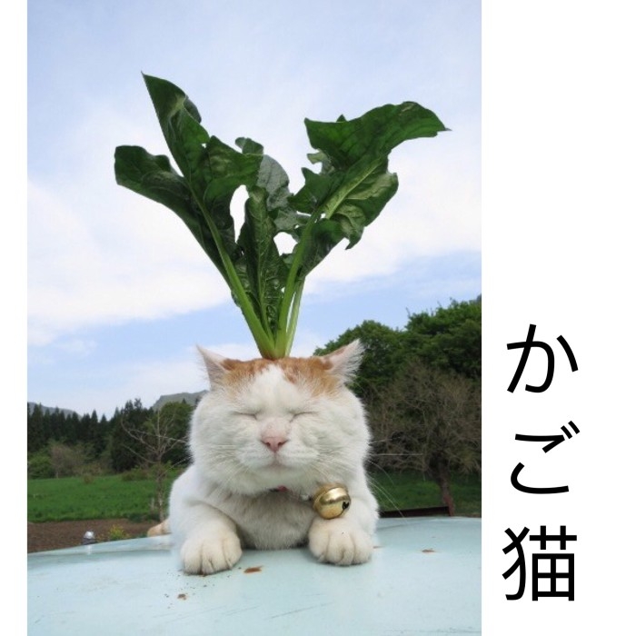 我头顶有棵草 我是一只喵