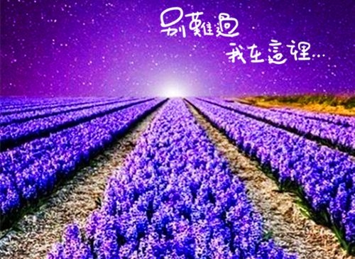 对浪漫紫色的迷恋