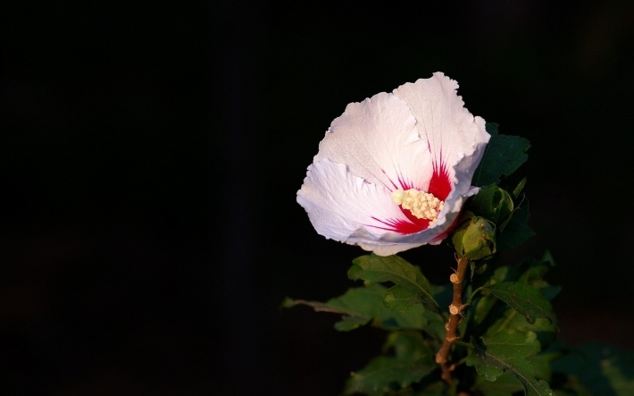 木槿花高清桌面壁纸下载