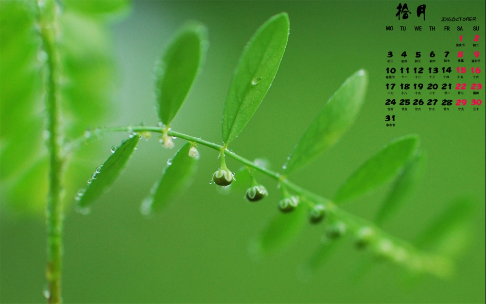2016年10月日历小清新绿色植物护眼壁纸图片下载