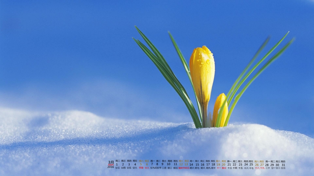 2016年3月日历雪地里的黄花桌面壁纸