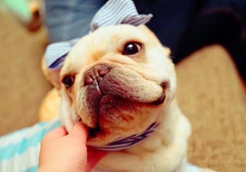 丑萌斗牛犬,爱你丑萌样儿