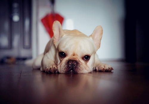 丑萌斗牛犬,爱你丑萌样儿