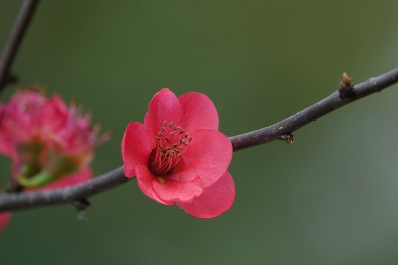 玫红色的海棠花图片