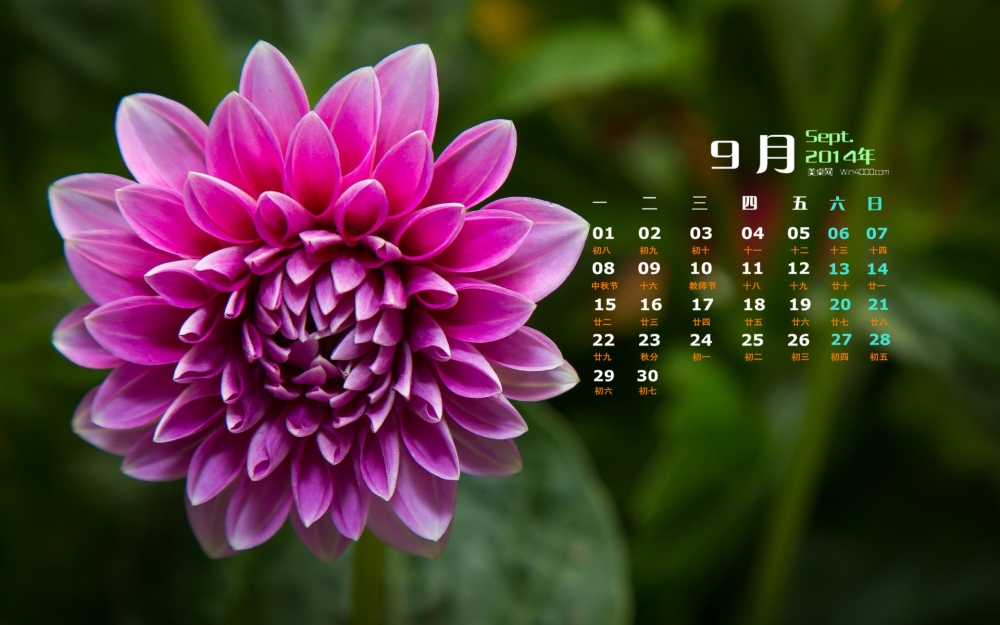 2014年9月日历花草植物大丽花高清电脑桌面主题壁纸