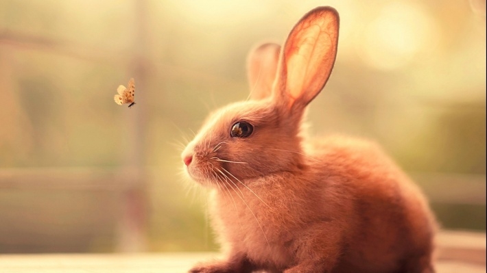 可爱温顺的兔子桌面壁纸