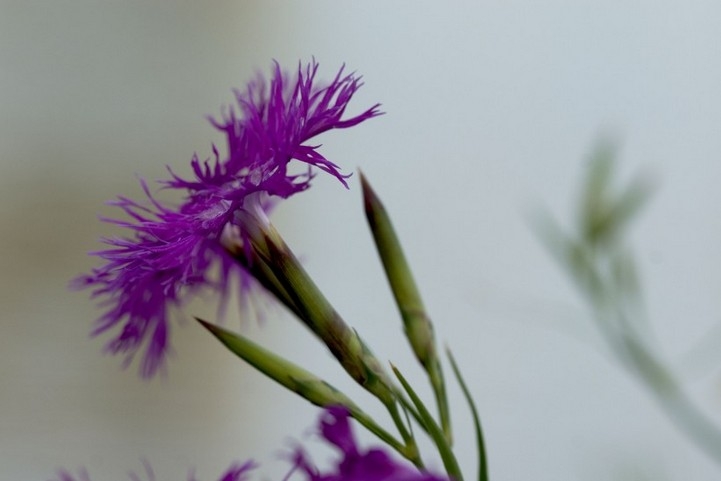 绚丽多彩的石竹花花卉图片特写