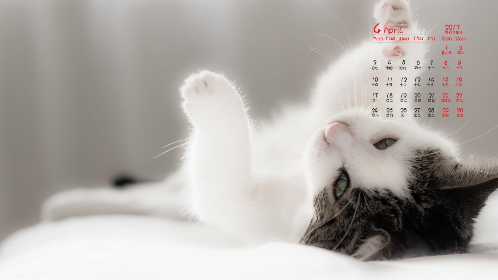 2017年4月可爱萌宠小猫咪高清日历壁纸