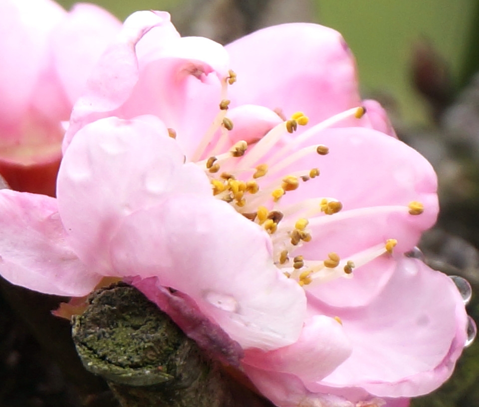 精选摄影好看的梅花高清花卉图片