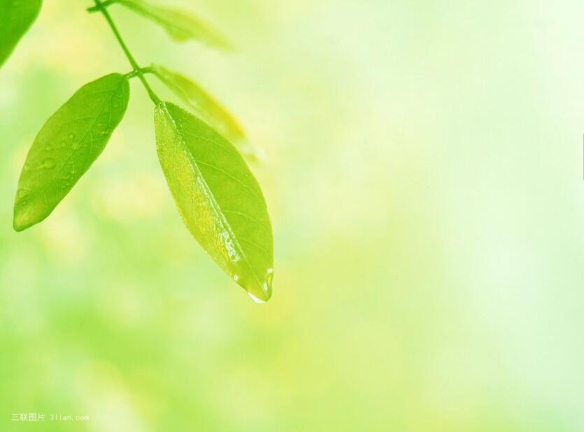 绿叶植物写真