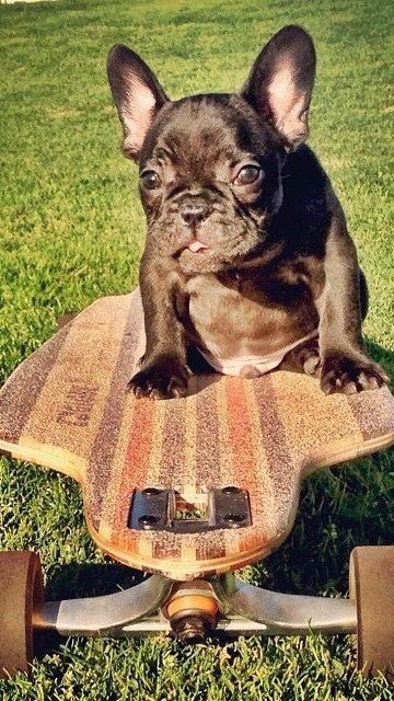 可爱萌宠斗牛犬图片手机壁纸下载