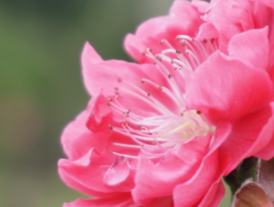 精选摄影好看的梅花高清花卉图片