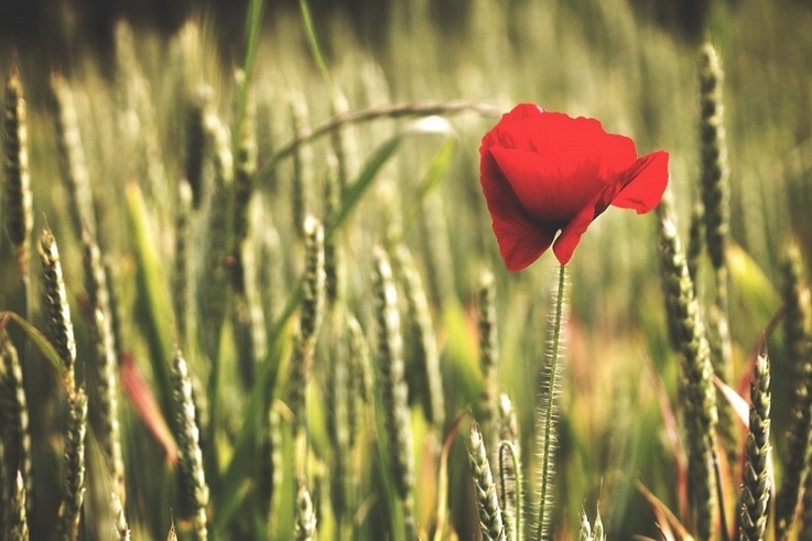 红色的罂粟花唯美花草图片摄影