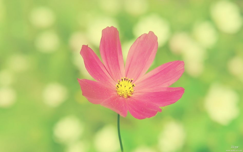 小清新花卉电脑桌面壁纸