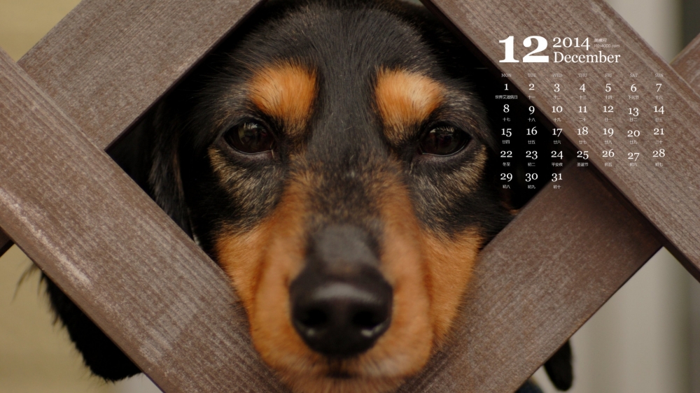 2014年12月日历壁纸可爱卖萌狗狗腊肠犬高清图片合集