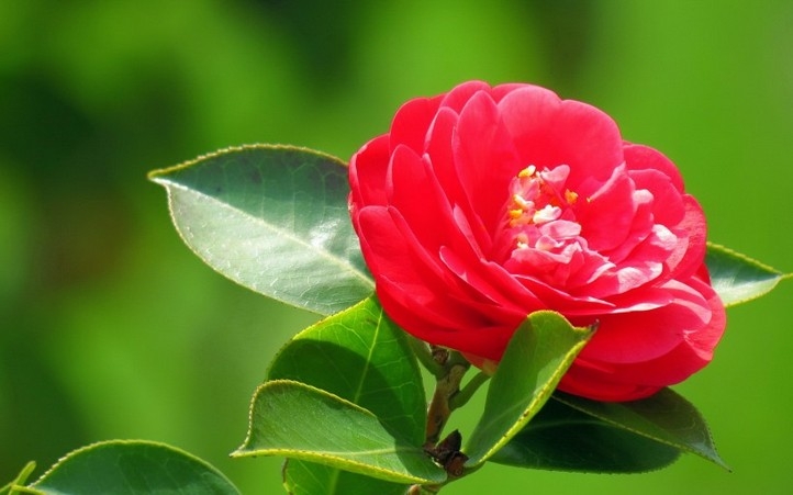 唯美艳丽的山茶花花卉特写图片