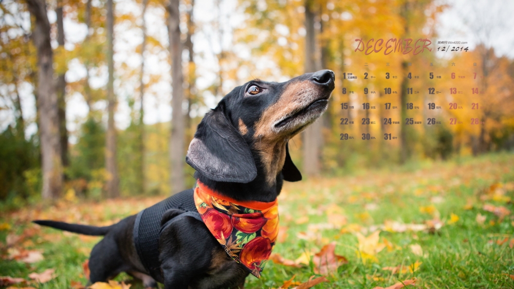 2014年12月日历壁纸可爱卖萌狗狗腊肠犬高清图片合集