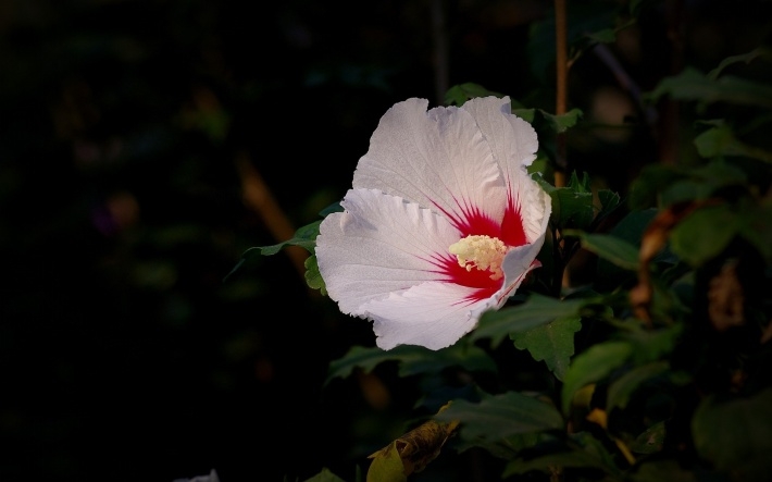 木槿花高清桌面壁纸下载