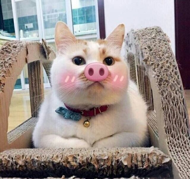 一条萌猫表情包合集