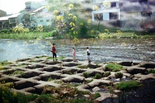 只有守住内心的淡定与宁静 植物唯美图片