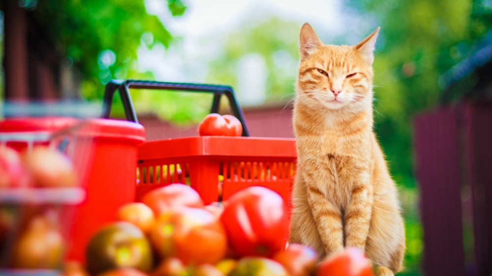 西红柿旁的可爱猫咪高清电脑壁纸