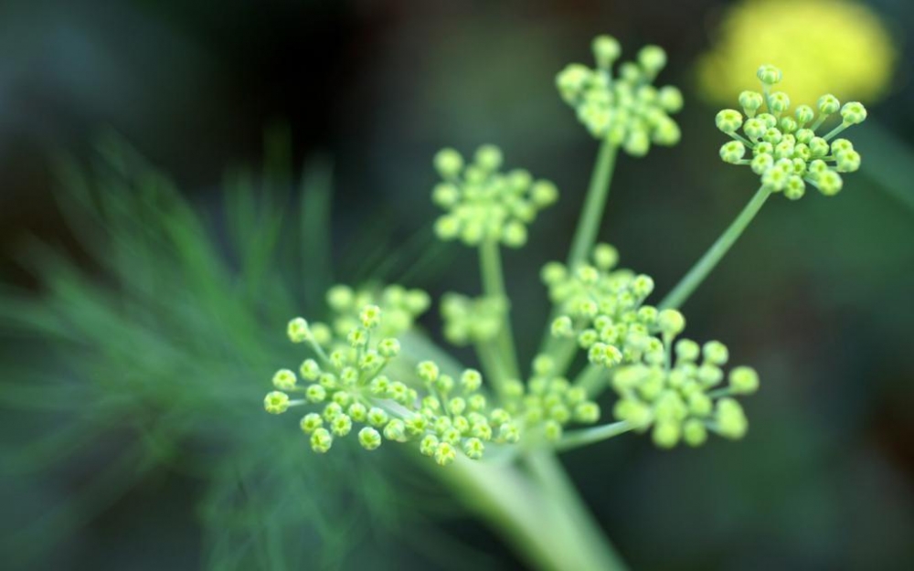 自然护眼花卉