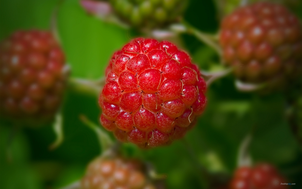 夏季清凉水果红树莓清新诱人桌面壁纸