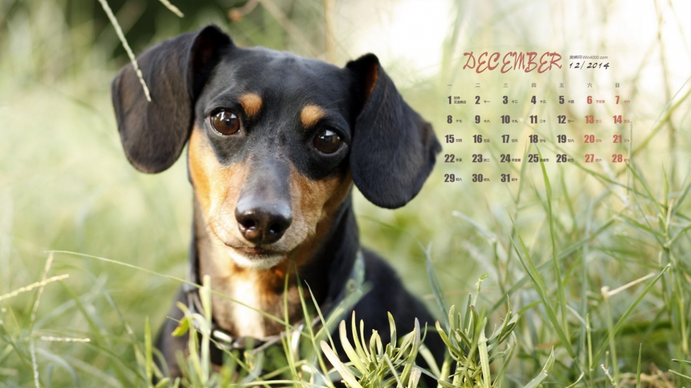 2014年12月日历壁纸可爱卖萌狗狗腊肠犬高清图片合集
