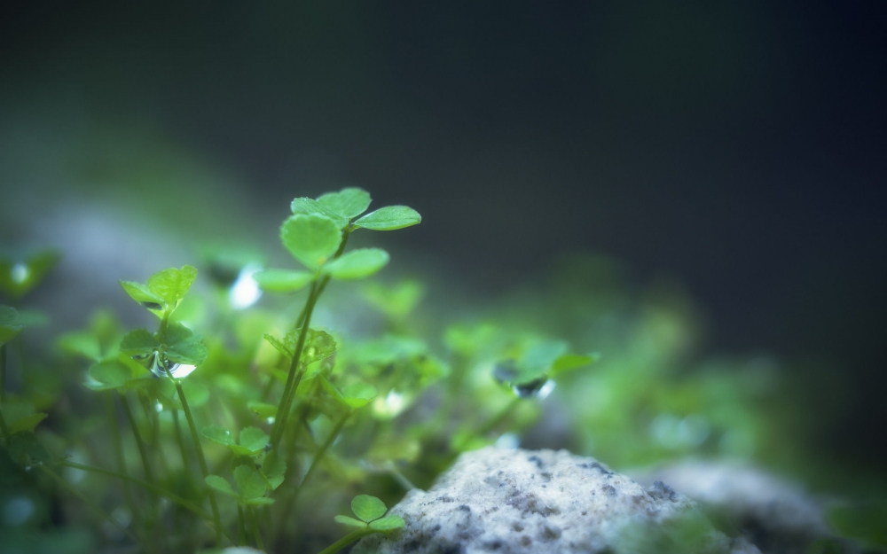 植物图片，绿色护眼植物露珠图片大全