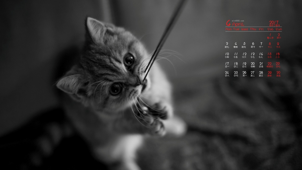 2017年4月可爱萌宠小猫咪高清日历壁纸