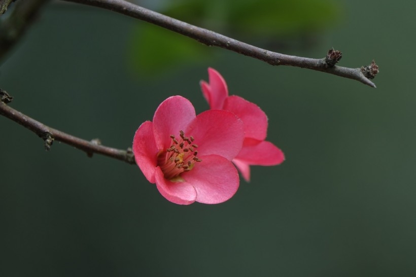 玫红色的海棠花图片
