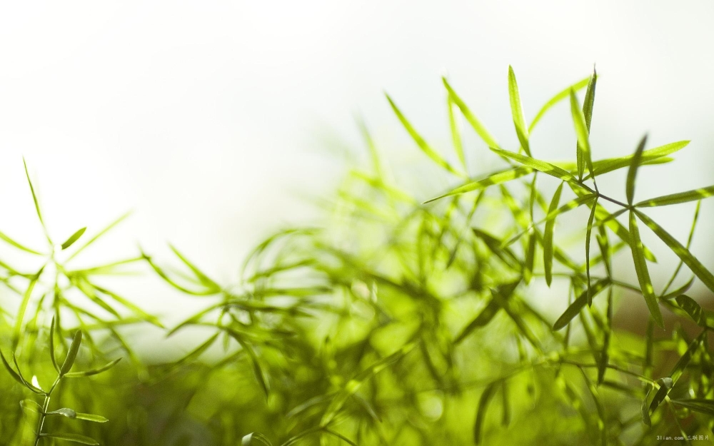 唯美郁郁葱葱植物