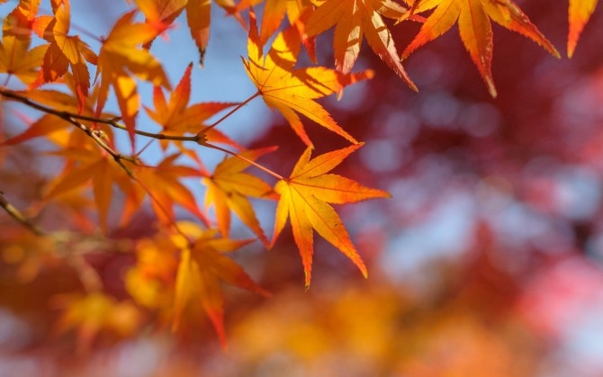秋天金色枫叶自然风景桌面壁纸